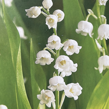 Photo for notice Myra Margaret BROWN