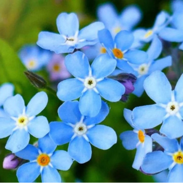 Photo for notice Valerie Mary CUBITT (NEE SPEIGHT)