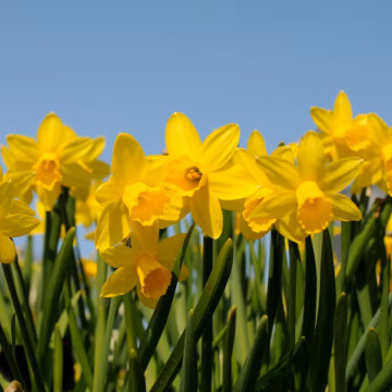 Photo for notice Valerie Mary CUBITT (NEE SPEIGHT)