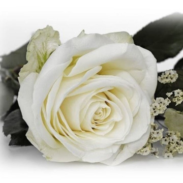 Photo of Marion WHITHAM