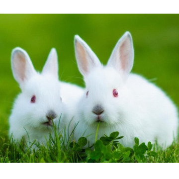 Photo for notice JEAN MARGARET VIZE