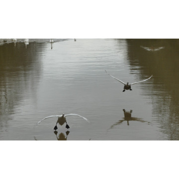 Photo for notice Fiona BULMER