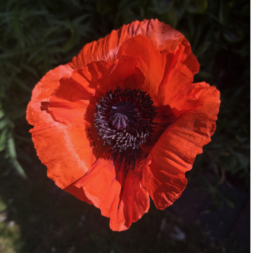 Photo for notice Jeanette BUCKLEY