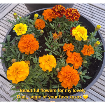 Notice Gallery for CLIFFORD MURRAY