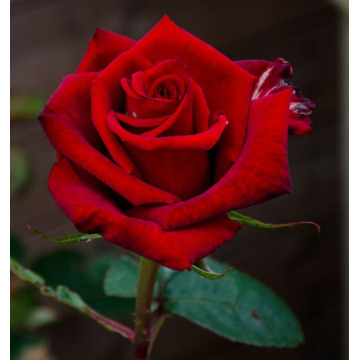 Notice Gallery for JANE (JEAN) DUFFY