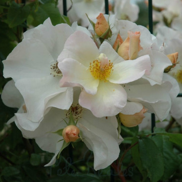 Photo for notice ELLEN ANN BOAKES