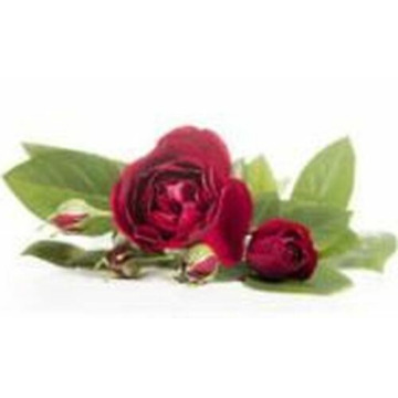 Photo of DAVID OWEN ARMES