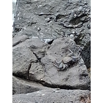 Photo for notice Chris HOLMES