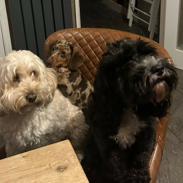 Photo for notice Chris HOLMES