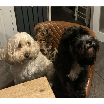 Photo for notice Chris HOLMES