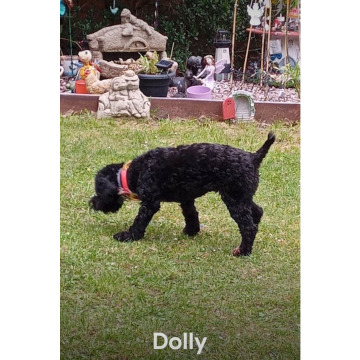 Photo for notice Chris HOLMES