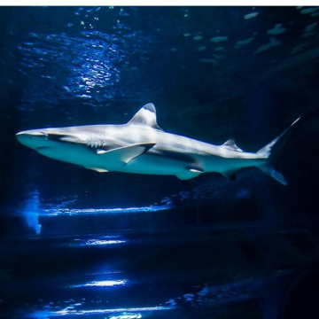 Photo for notice Chris HOLMES