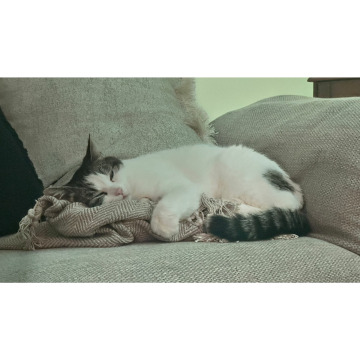 Photo for notice Chris HOLMES