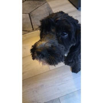 Photo for notice Chris HOLMES