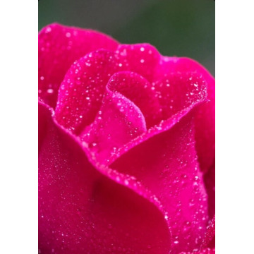 Photo of MARGARET LATHOM