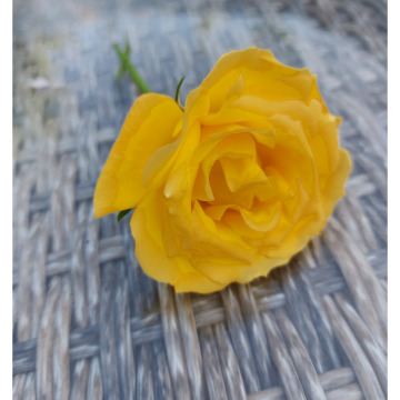 Notice Gallery for Dawn SUFFOLK