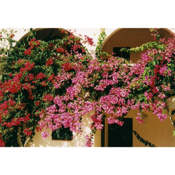 Photo for notice PAULA JAYNE BRAIDFORD