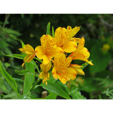 Notice Gallery for PAULA JAYNE BRAIDFORD