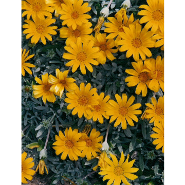 Notice Gallery for PAULA JAYNE BRAIDFORD