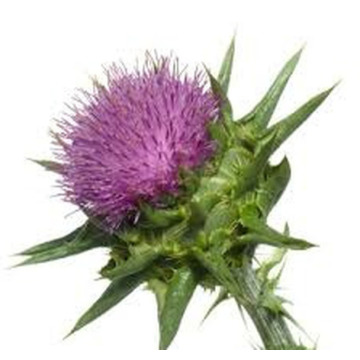 Notice Gallery for Eliza Watson EDGAR