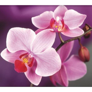 Photo of Gwendoline WALTON