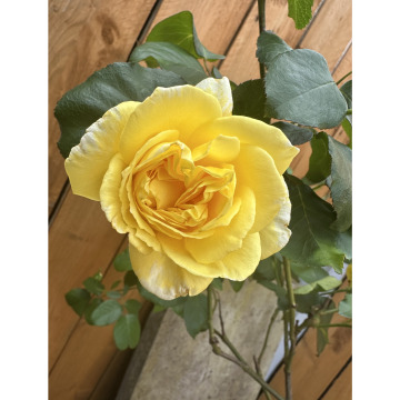 Notice Gallery for Joseph Arthur BARKER