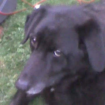 Photo of GORDON DUDLEY CAINE