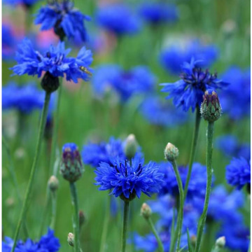 Photo for notice GARY JOHN LAWSON