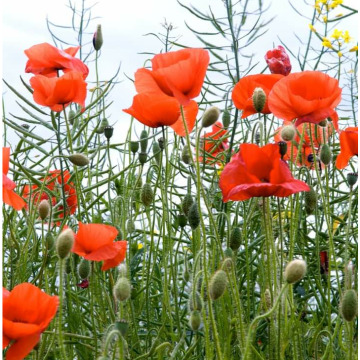 Photo for notice GARY JOHN LAWSON