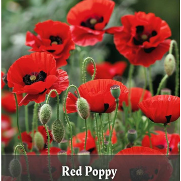 Photo for notice GARY JOHN LAWSON