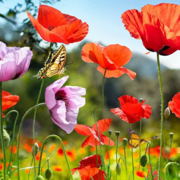 Photo for notice GARY JOHN LAWSON