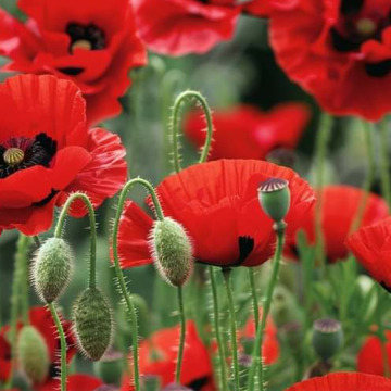 Photo for notice GARY JOHN LAWSON