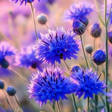 Photo for notice GARY JOHN LAWSON