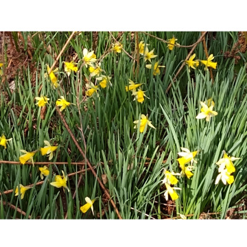 Notice Gallery for ALICE MAUD HOBSON