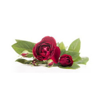 Photo of LOWNDES PETE