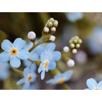 Photo of Lorna RILEY