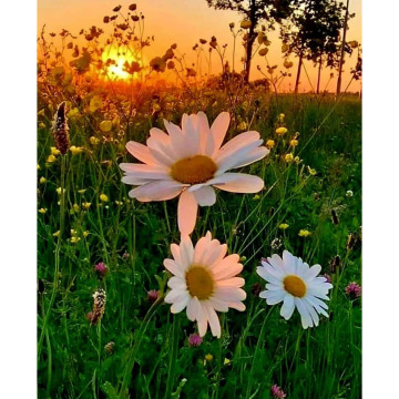 Notice Gallery for Richard John JONES