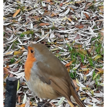 Notice Gallery for Ceridwen WILTSHIRE