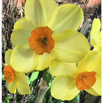 Photo for notice Clarice WINKS