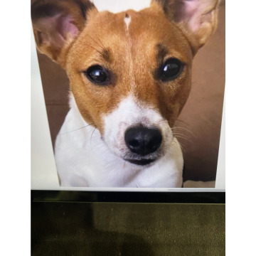 Photo for notice Ivan John DEXTER