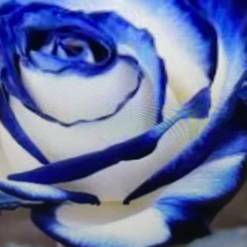 Photo for notice Ivan John DEXTER