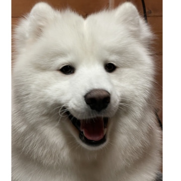 Notice Gallery for Valerie Jane FREER