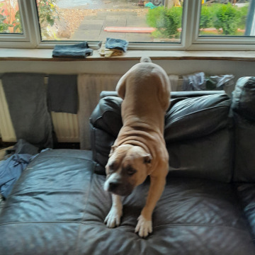 Photo for notice Robert LEWIS-BOWN