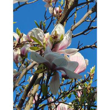 Notice Gallery for Florence CLARE