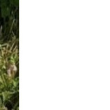 Notice Gallery for FRANCES FORSTER