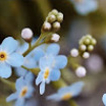 Photo of Margaret Ashworth FARRY