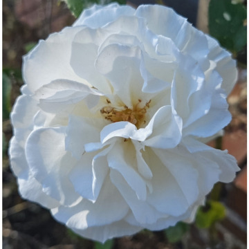 Photo for notice Doreen WHETNALL
