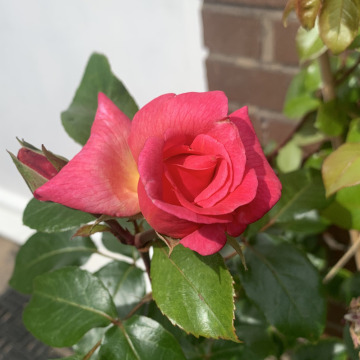 Notice Gallery for Marion HARDMAN