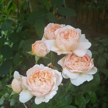 Photo of May STEWART