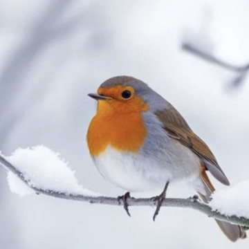 Photo for notice David LONG